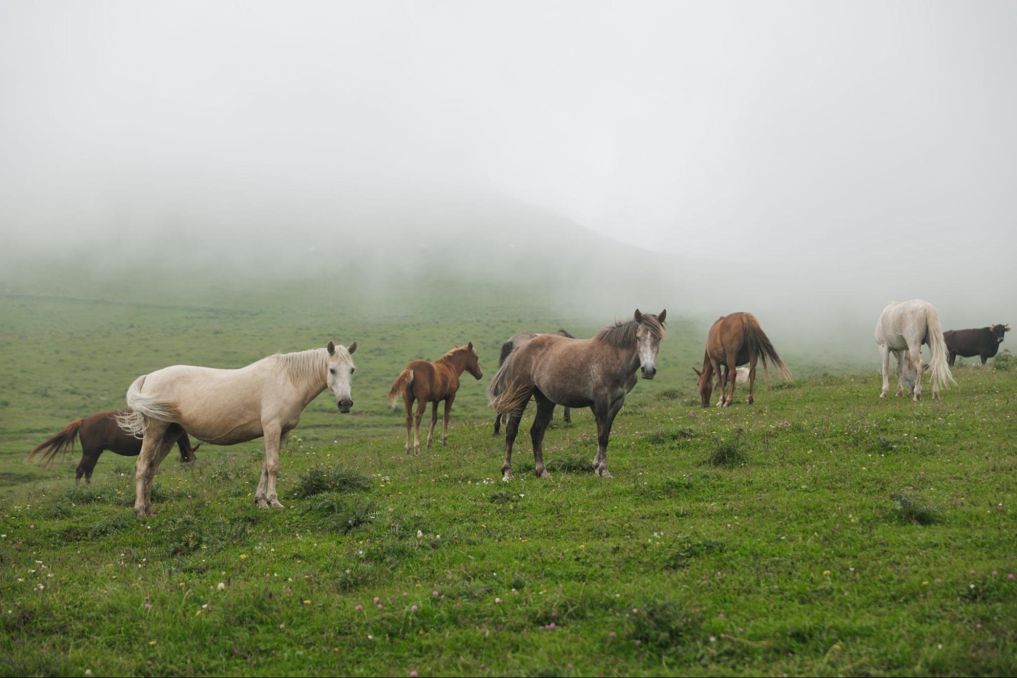 Why is Dilijan called Dilijan? A legend, a traveller and a name with no certain origin