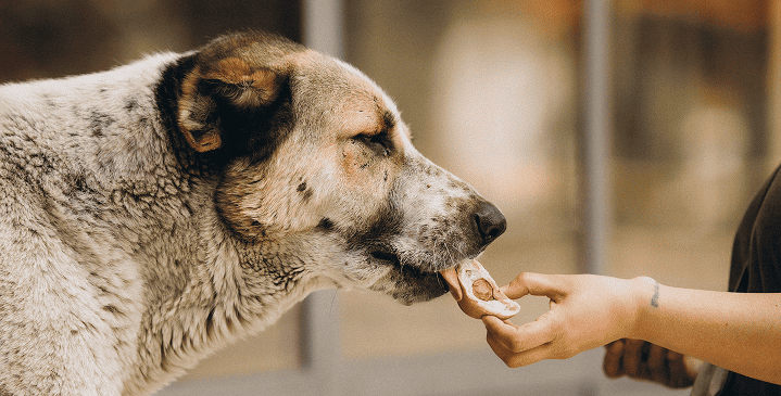 Dili Dogs